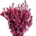 ERM/4490 Erica Mediterranea Preserved Fuchsia 30-60 cm