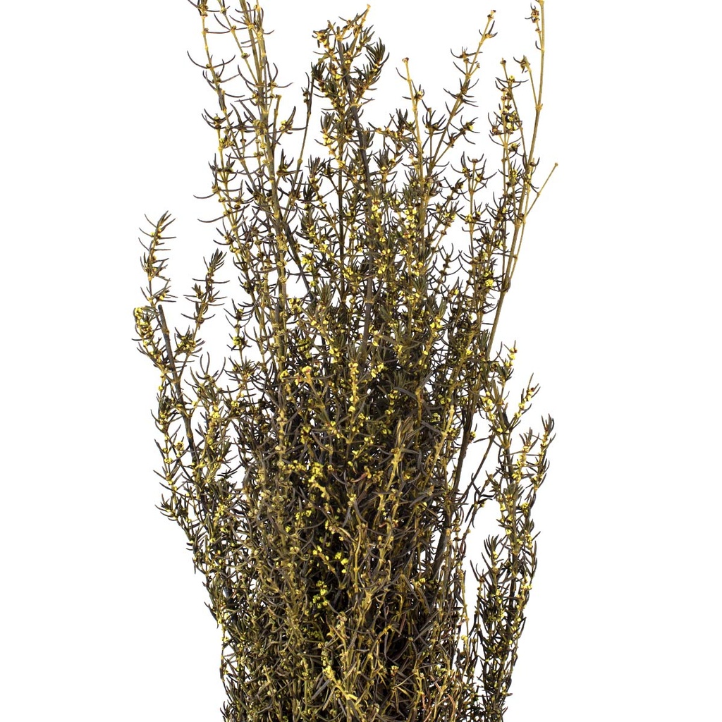 GRA/9103 Grabia stabilisée Vert Clair 30-60cm