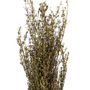 GRA/9103 Grabia stabilisée Vert Clair 30-60cm