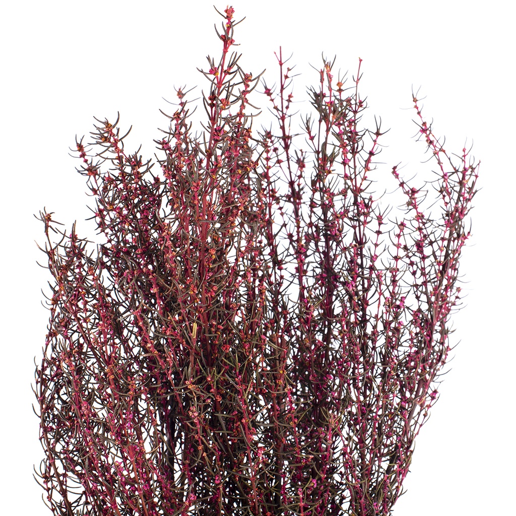 GRA/9403 Grabia stabilisée Roe 30-60cm