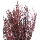 GRA/9403 Grabia Stabilisierte Rosa 30-60 cm