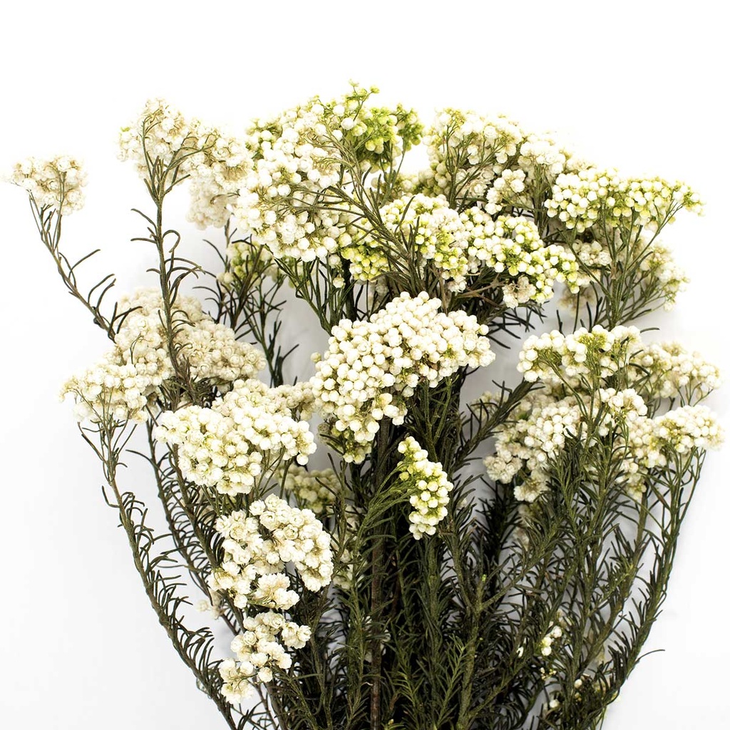HDI/0000 Helychrisium Diosmi - Reis Blume Stabilisierte Natürlich Weiß 30-60 cm