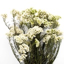 HDI/0000 Helychrisium Diosmi - Reis Blume Stabilisierte Natürlich Weiß 30-60 cm