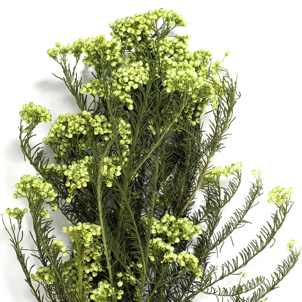 HDI/0110T Helychrisium Diosmi - Reis Blume Stabilisierte Grün Kalk 30-60 cm