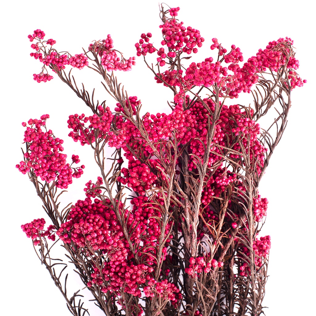 HDI/0230 Helychrisium Diosmi - Reis Blume stabilisierte Rot 30-60 cm