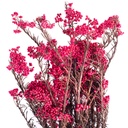 HDI/0230 Helychrisium Diosmi - Reis Blume stabilisierte Rot 30-60 cm