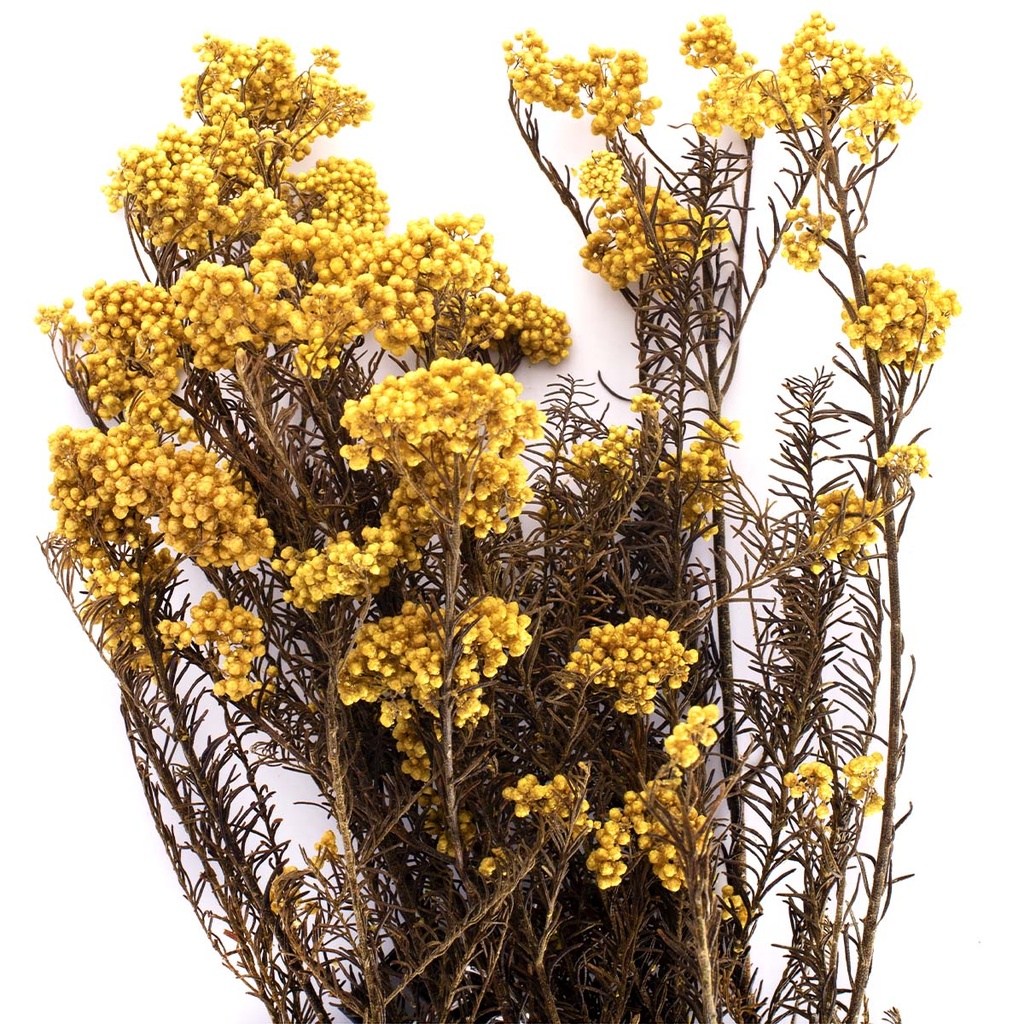 HDI/0300 Helychrisium Diosmi stabilisée Jaune 30-60cm