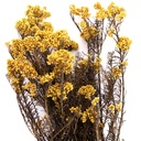 HDI/0300 Helychrisium Diosmi stabilisée Jaune 30-60cm