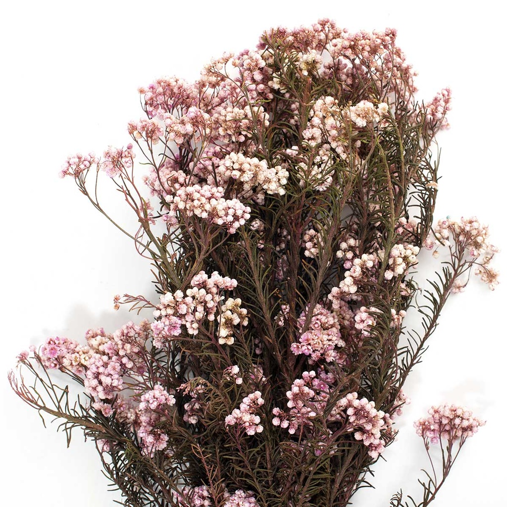 HDI/0420T Helychrisium Diosmi stabilisée Rose 30-60cm