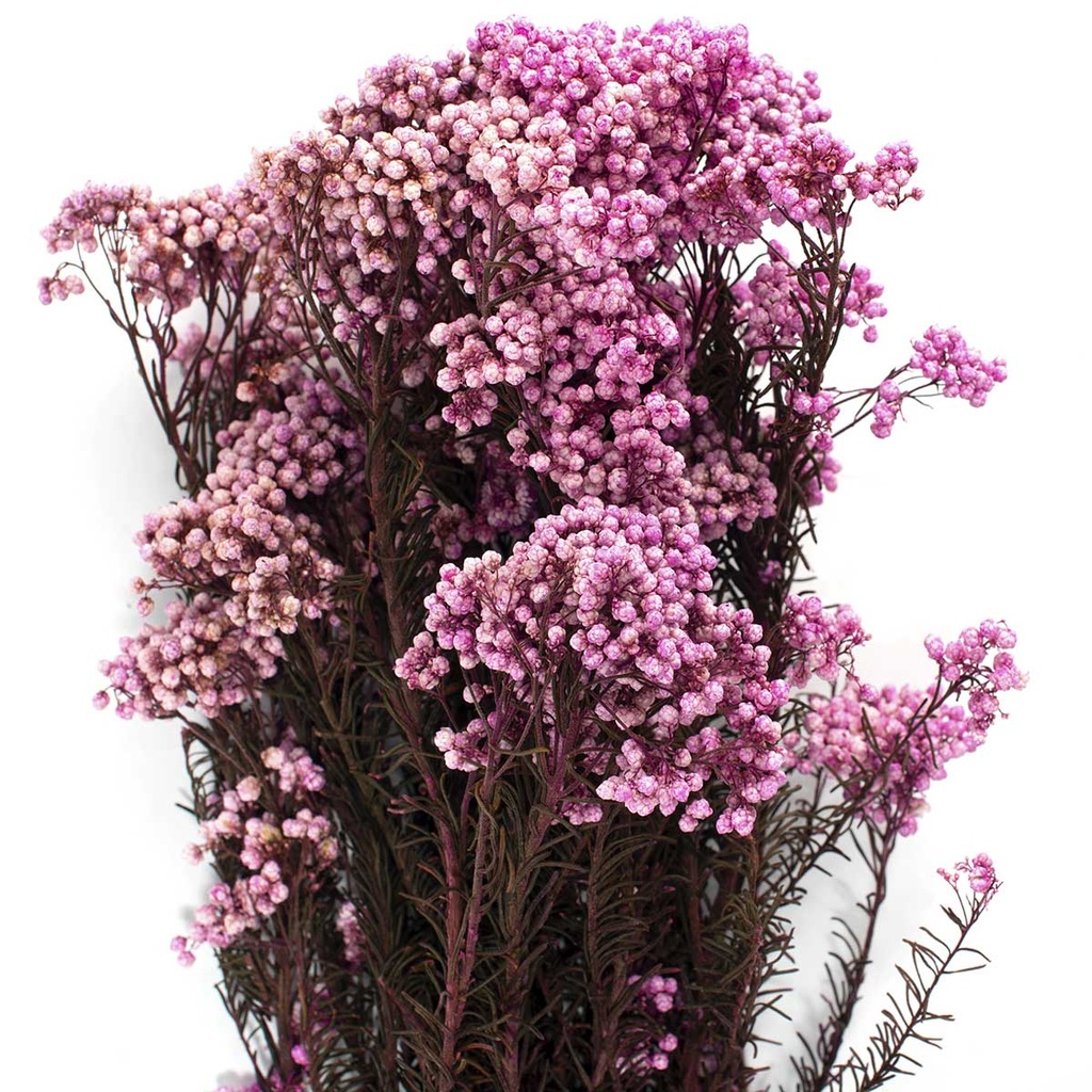 HDI/0490T Helychrisium Diosmi stabilisée Fuchsia 30-60cm