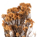 HDI/0530 Helychrisium Diosmi - Rice flower preserved Orange 30-60 cm