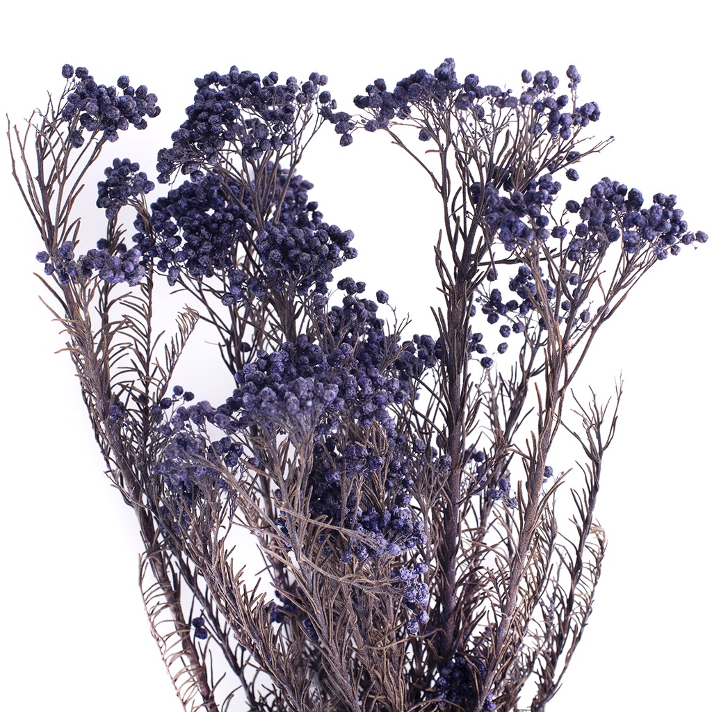 HDI/0610 Helychrisium Diosmi stabilisée Bleu 30-60cm