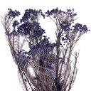 HDI/0610 Helychrisium Diosmi stabilisée Bleu 30-60cm
