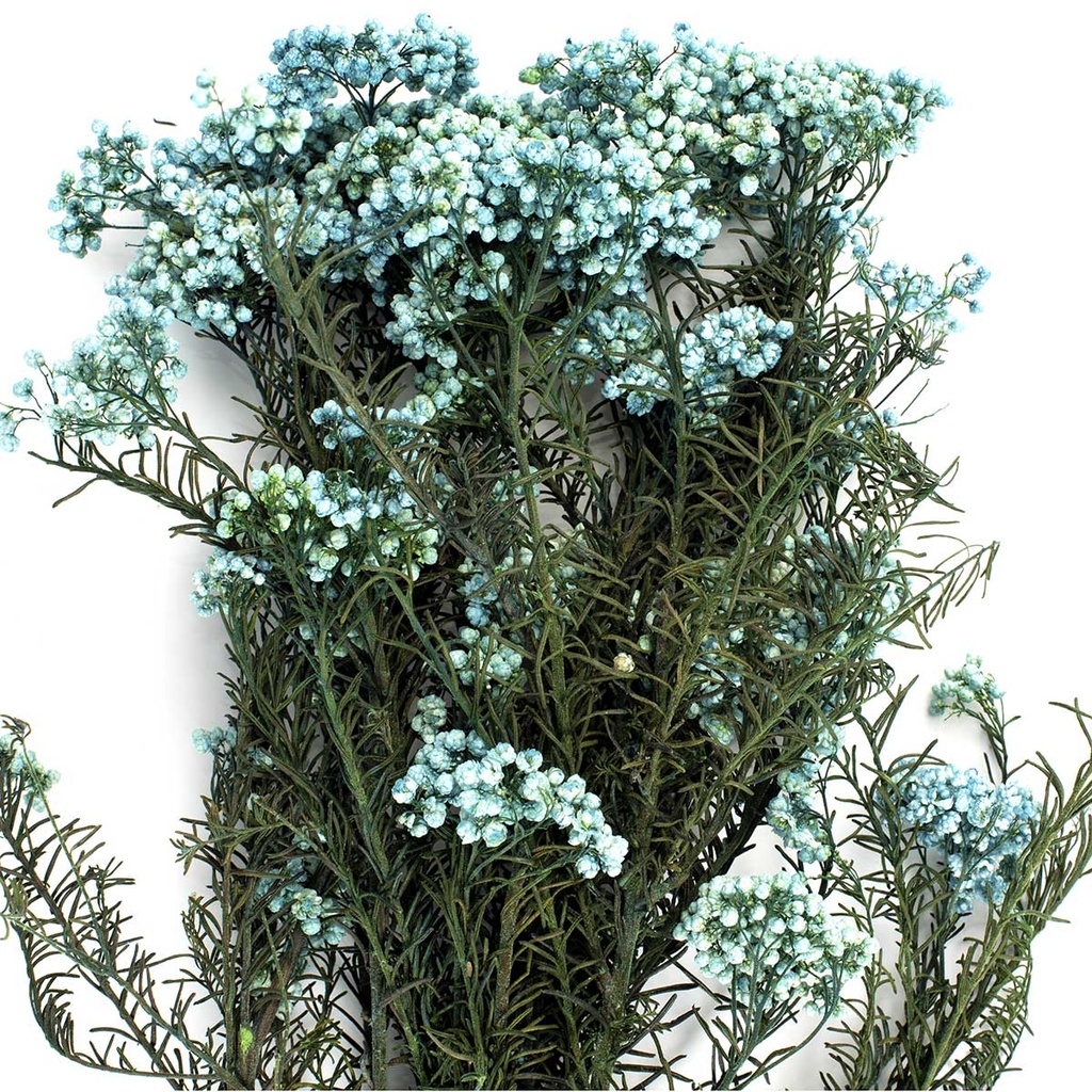 HDI/0640T Helychrisium Diosmi stabilisée Bleu Clair 30-60cm