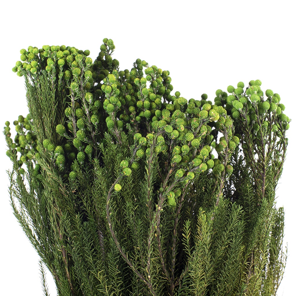 LAN/9103 Lanuginosa stabilisée Vert 30-60cm