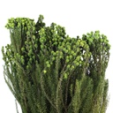 LAN/9103 Lanuginosa preserved Green 30-60 cm