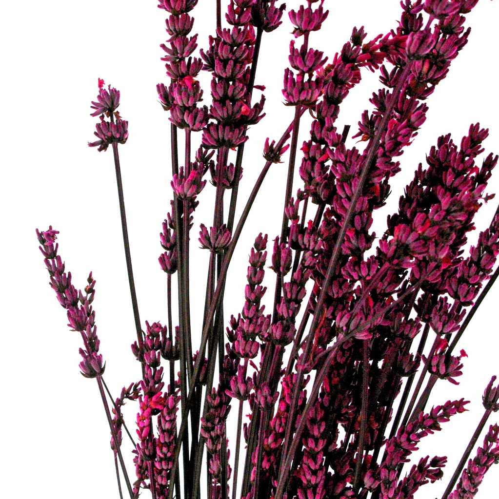 LVN/0630T Lavandin stabilisée Fuchsia 40-60 cm