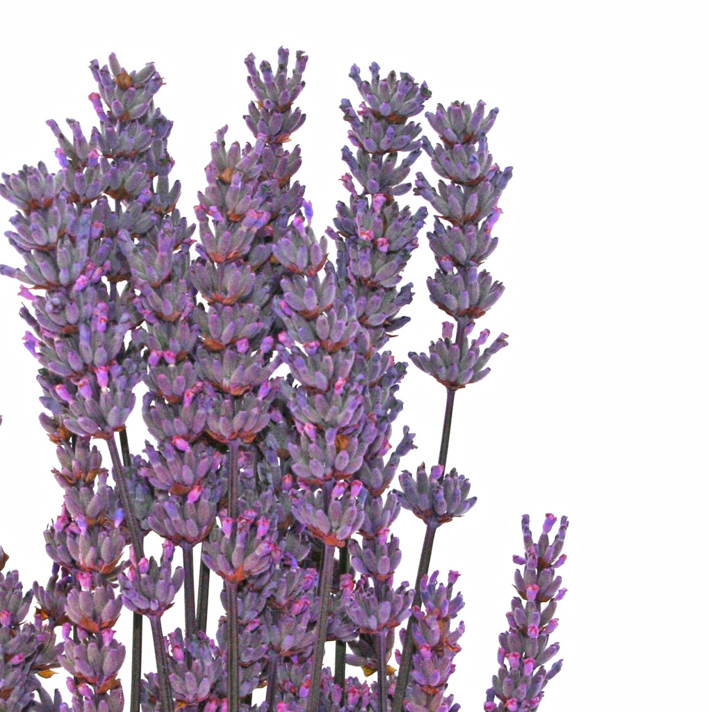 LVN/0830T Lavandin stabilisée Violet 40-60 cm