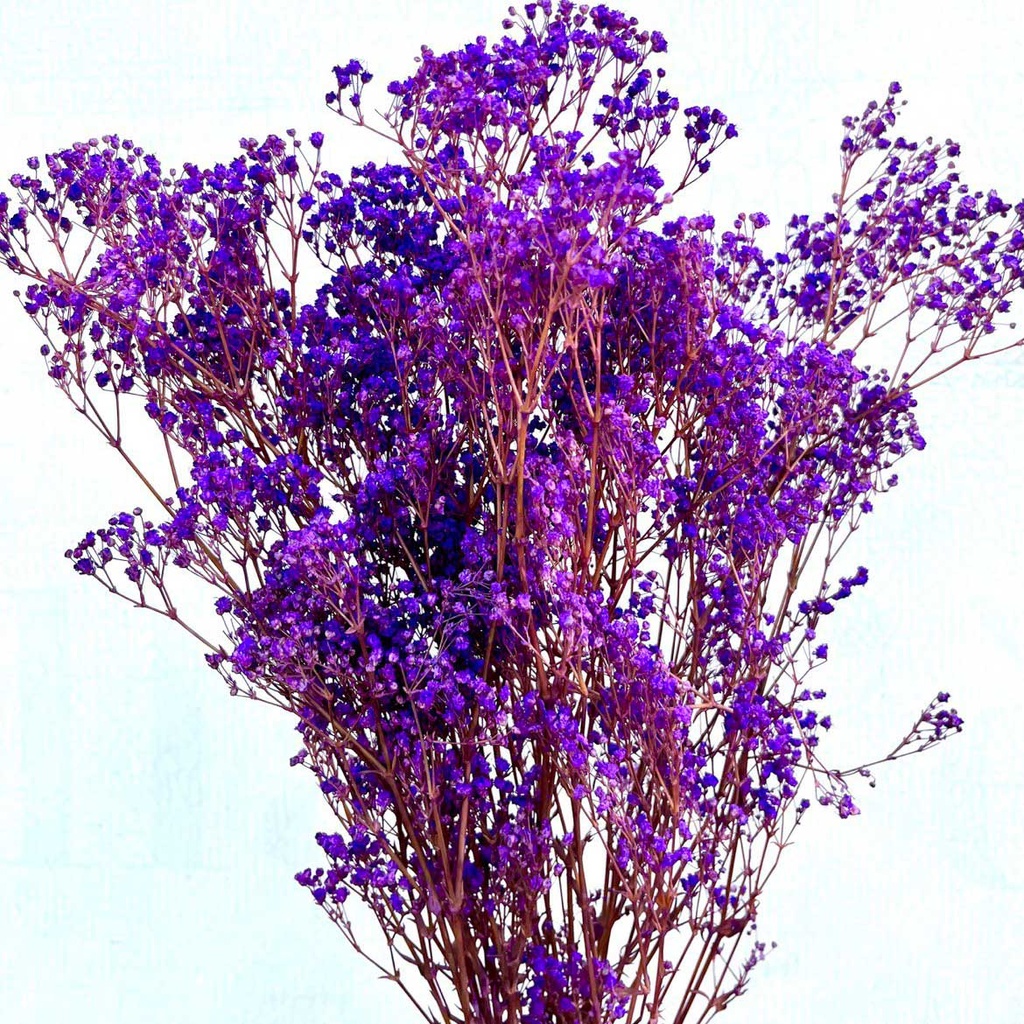 MGY/4020T Gypsophila preserved Milka 30-50 cm