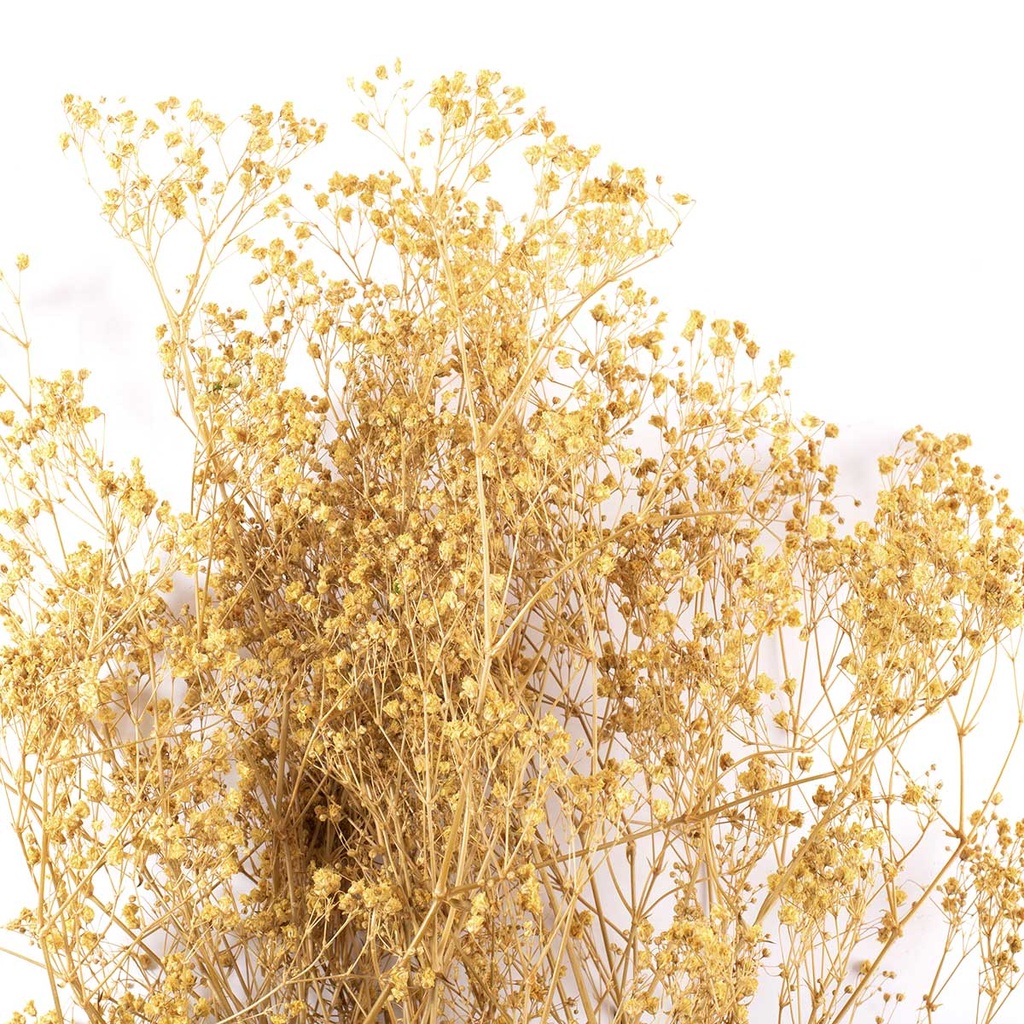 MGY/4110T Gypsophile stabilisée Vert Citron 30-50 cm