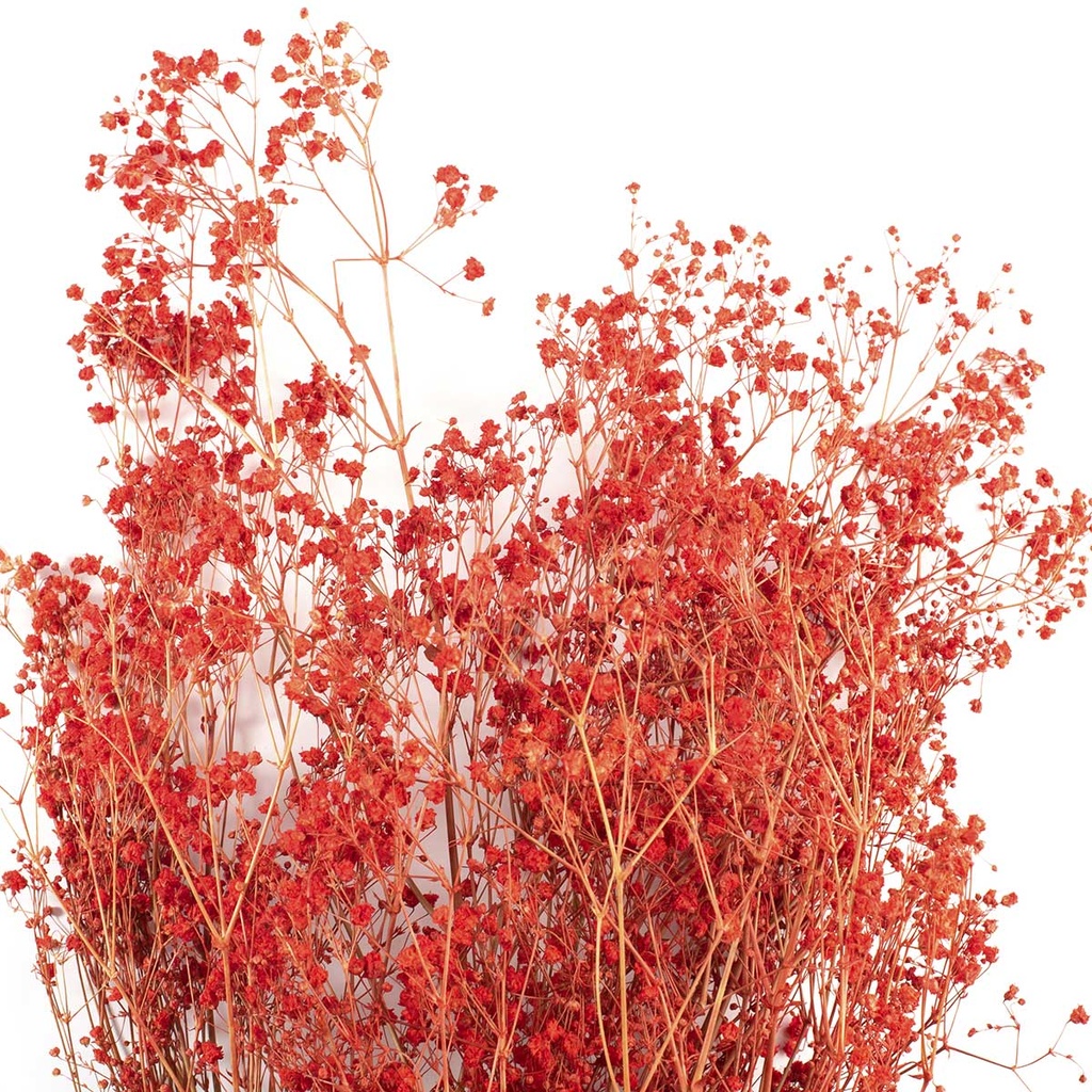 MGY/4200T Gypsophila stabilisierte Rot 30-50 cm