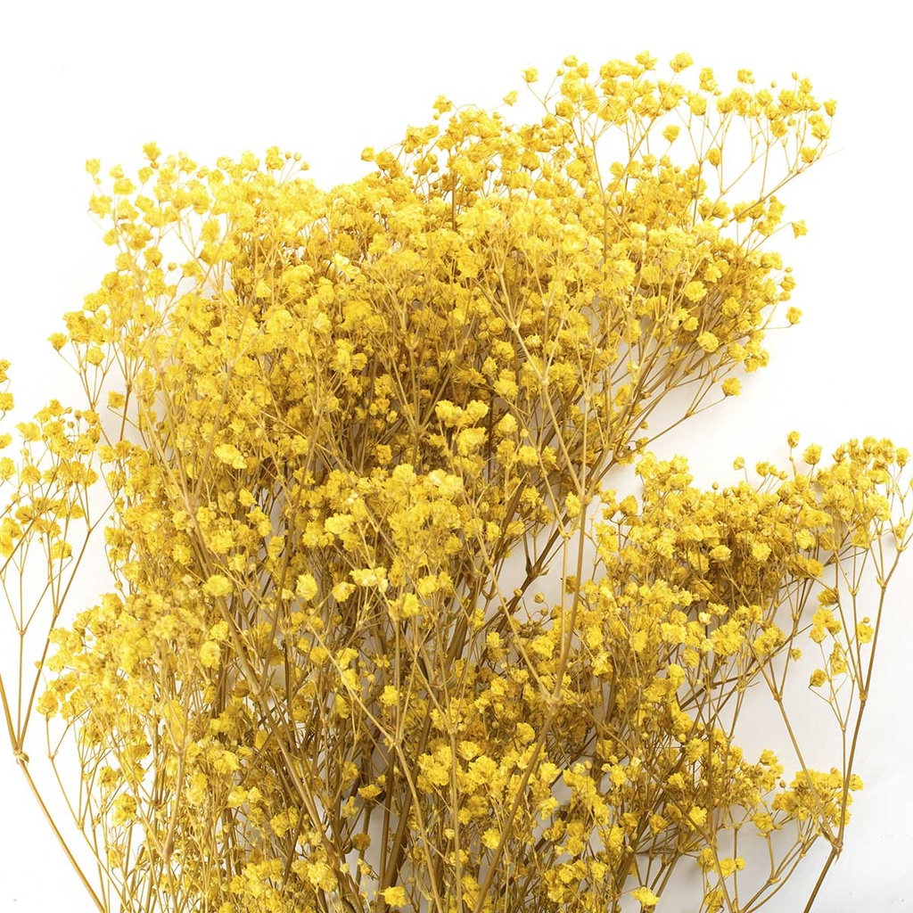 MGY/4340T Gypsophile stabilisée Jaune 30-50 cm