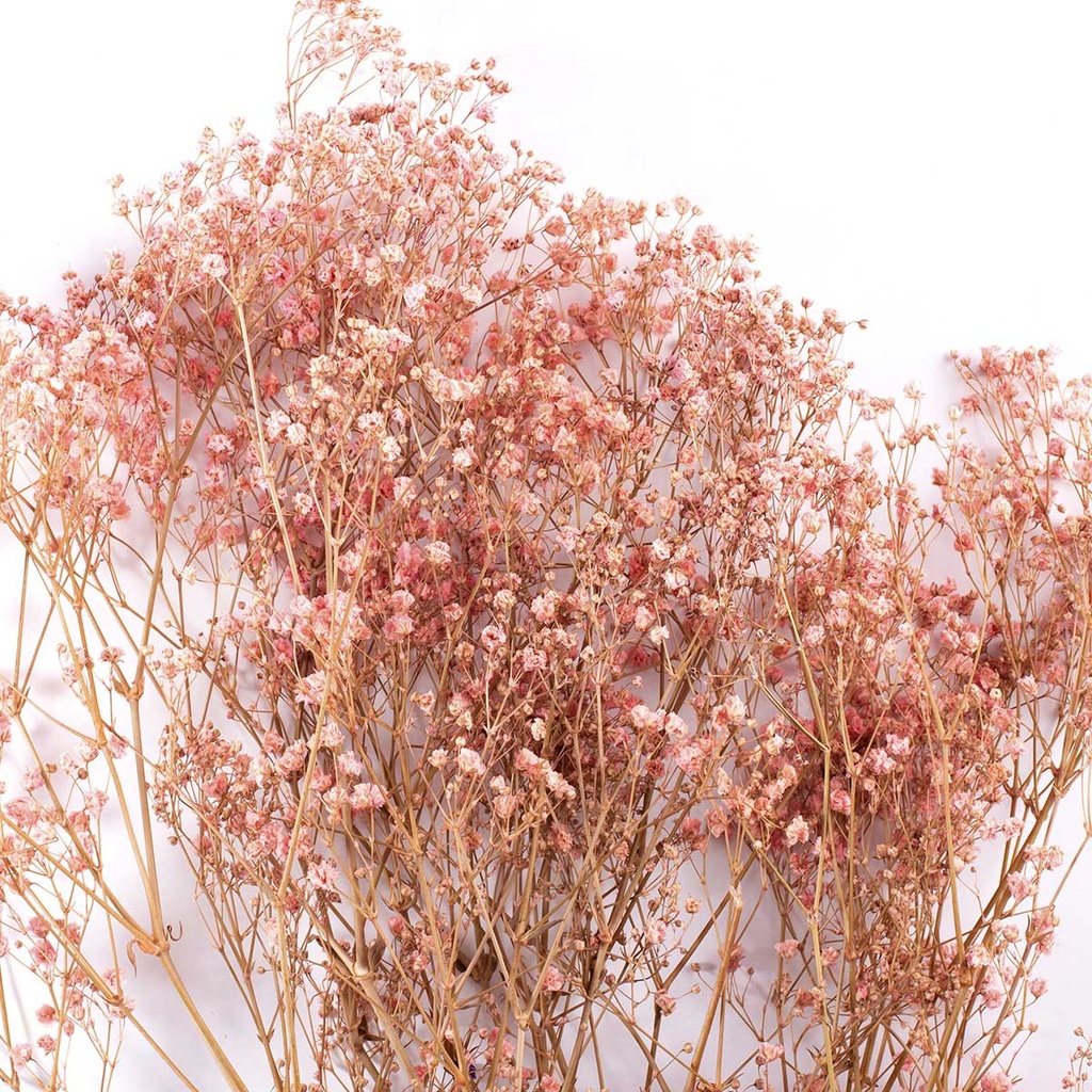 MGY/4470T Gypsophile stabilisée Rose 30-50 cm