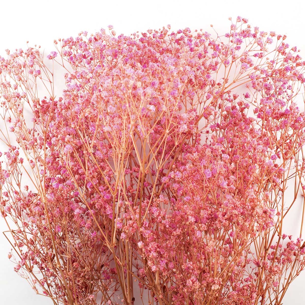 MGY/4490T Gypsophile stabilisée Fuchsia 30-50 cm