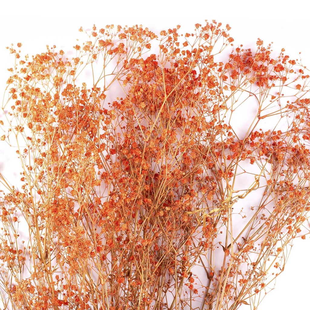 MGY/4500T Gypsophile stabilisée Orange 30-50 cm