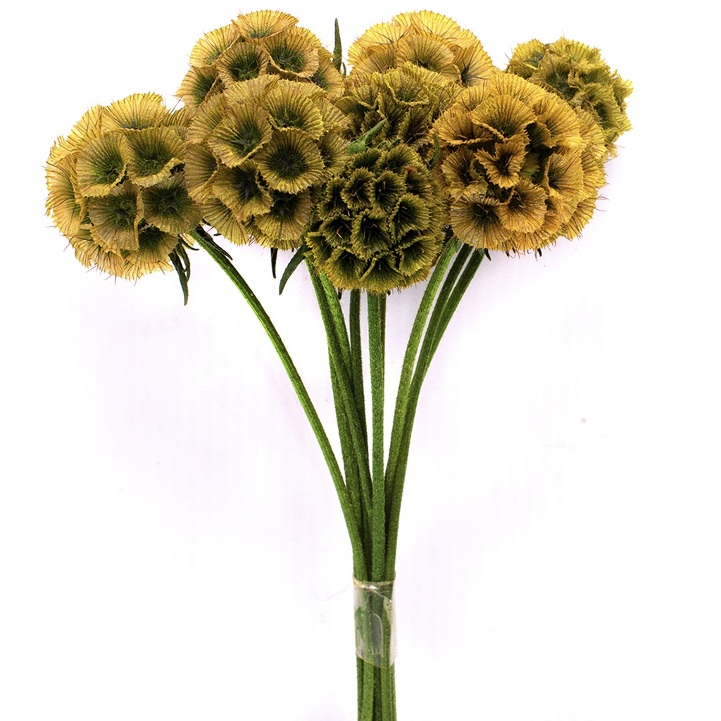 SCA/0300T Scabiosa stabilisée Jaune 10 tiges