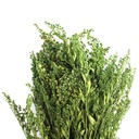 SOL/0104 Solidago stabilisée Vert 40-60 cm