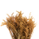 SOL/0304 Solidago stabilisée Jaune 40-60 cm