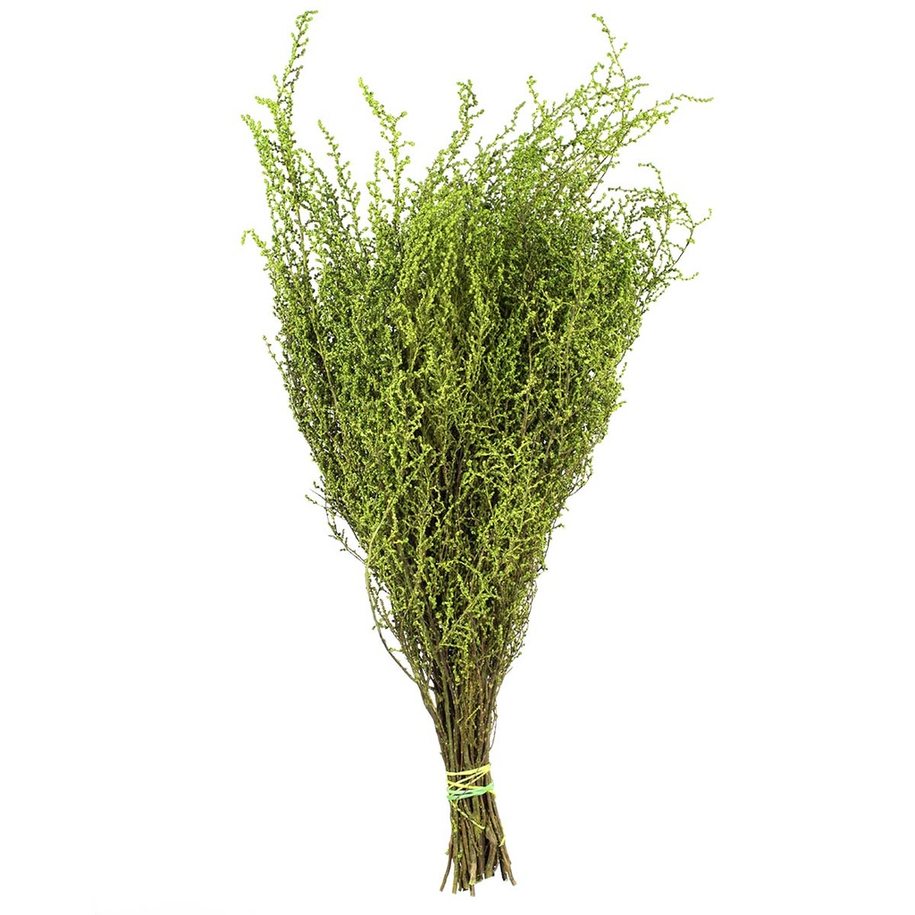 STB/0103 Stoebe stabilisée Vert 30-50 cm