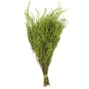 STB/0103 Stoebe stabilisée Vert 30-50 cm
