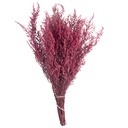 STB/0713 Stoebe stabilisée Byzance 30-50 cm