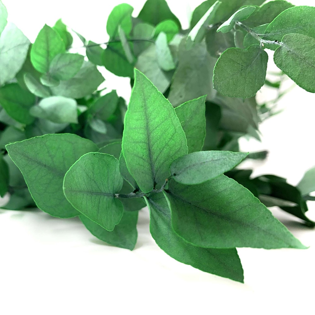 STU/0104T Eucalyptus Stuartiana  Preserved Green 50-80 cm