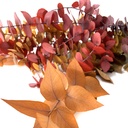 STU/0404T Stuartina Eucalyptus stabilisée Automne 50-80 cm