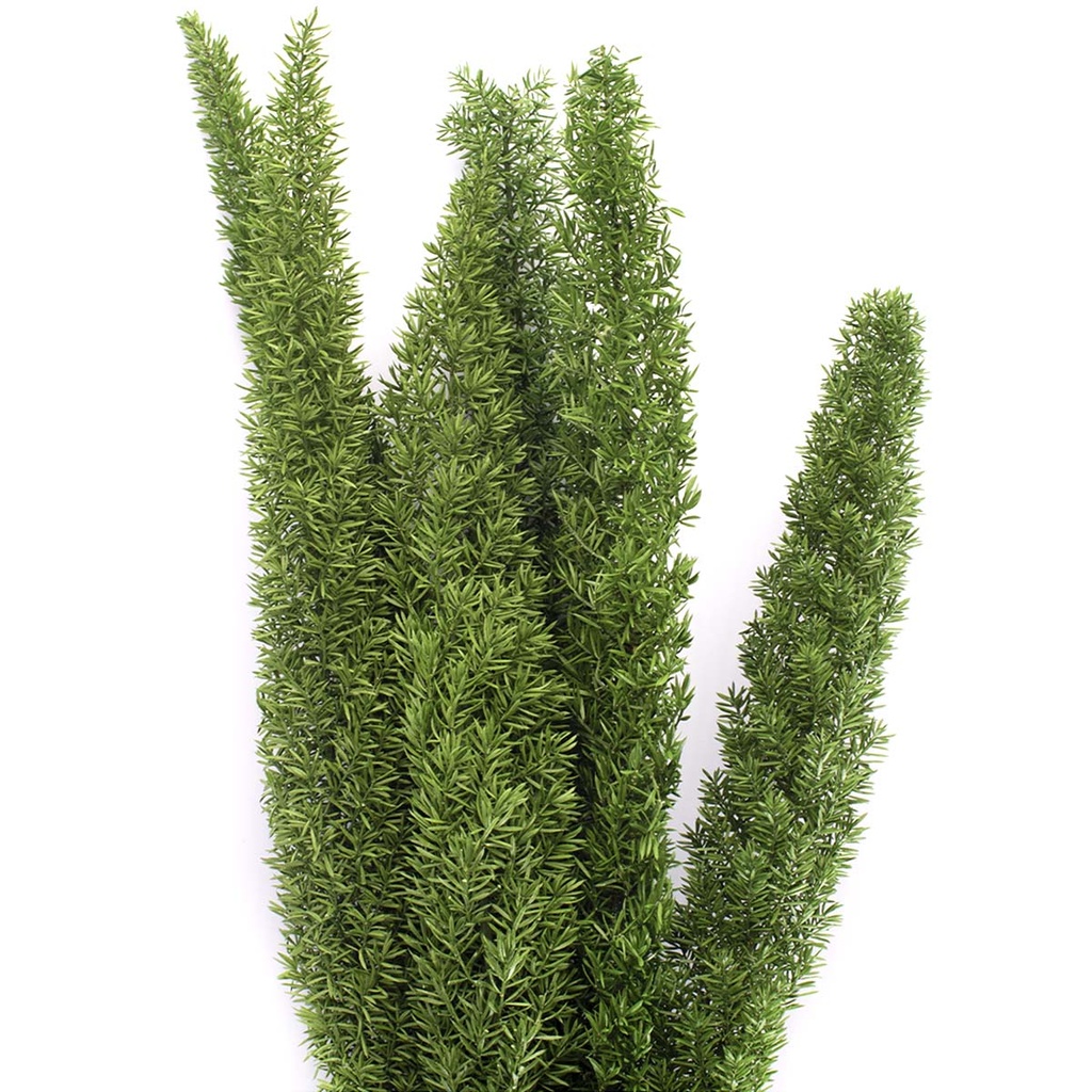 FOT/0103 Foxtail stabilisée Vert 30-40 cm