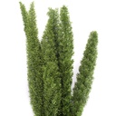 FOT/0103 Foxtail stabilisée Vert 30-40 cm