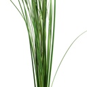 GIN/9105 Gynerium stabilisée Vert 80-120 cm