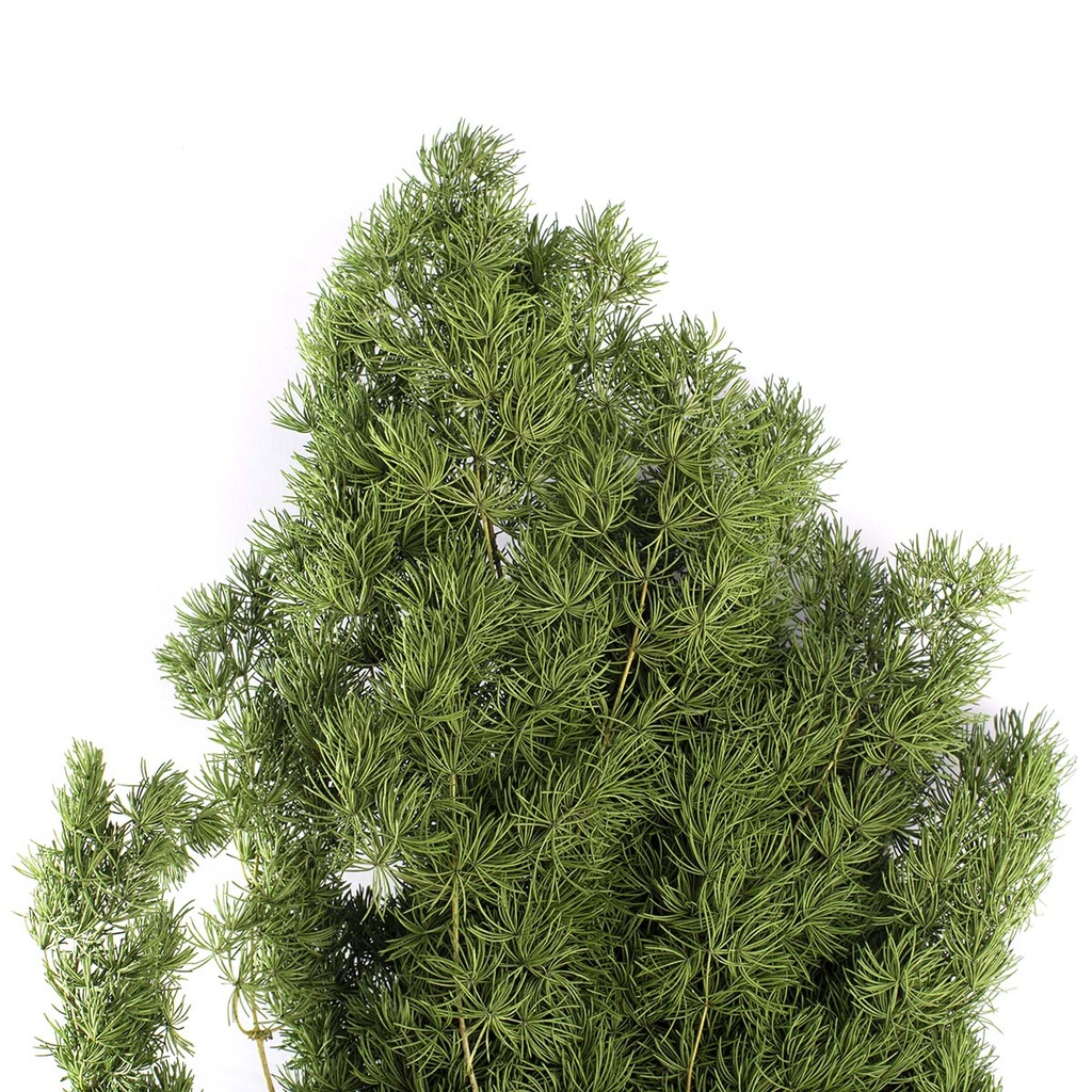 MIN/0103 Ming preserved Green 30-50 cm