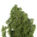 MIN/0103 Ming preserved Green 30-50 cm