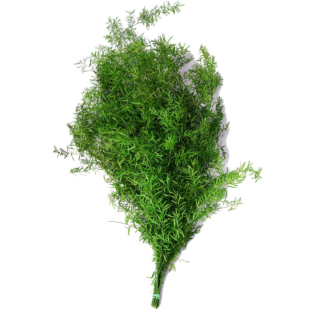 SPR/0108 Asparagus Sprengeri stabilisierte Grün 40-80 cm