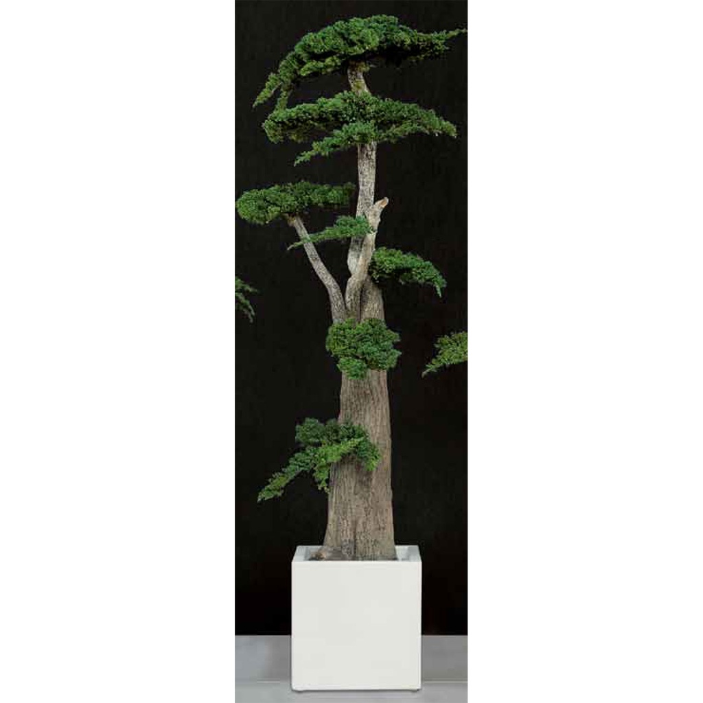 JJU/0116 Jumbo Bonsai Juniperus Stabilisiert Baum Fukuoka – Grün, 160 cm Höhe | Dekorativer Innenbaum