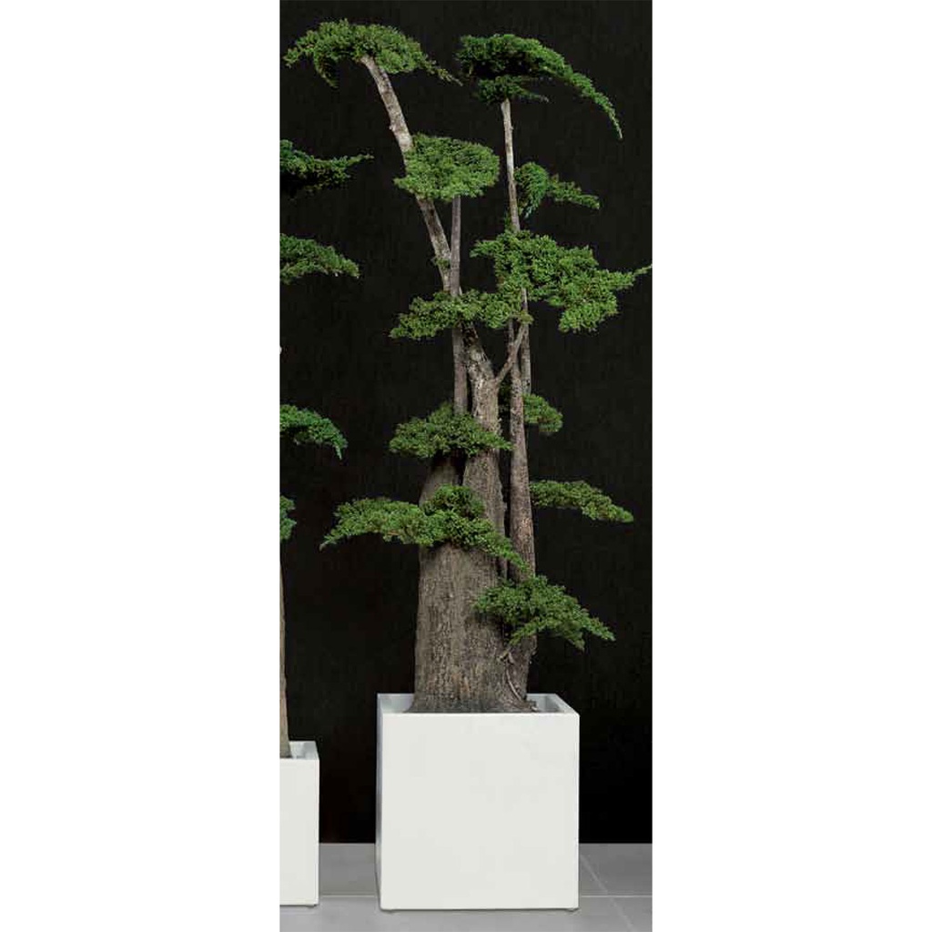 JJU/0119 Jumbo Bonsai Juniperus Preserved Tree Fukuoka – Green, 190 cm Height | Indoor Decorative Tree
