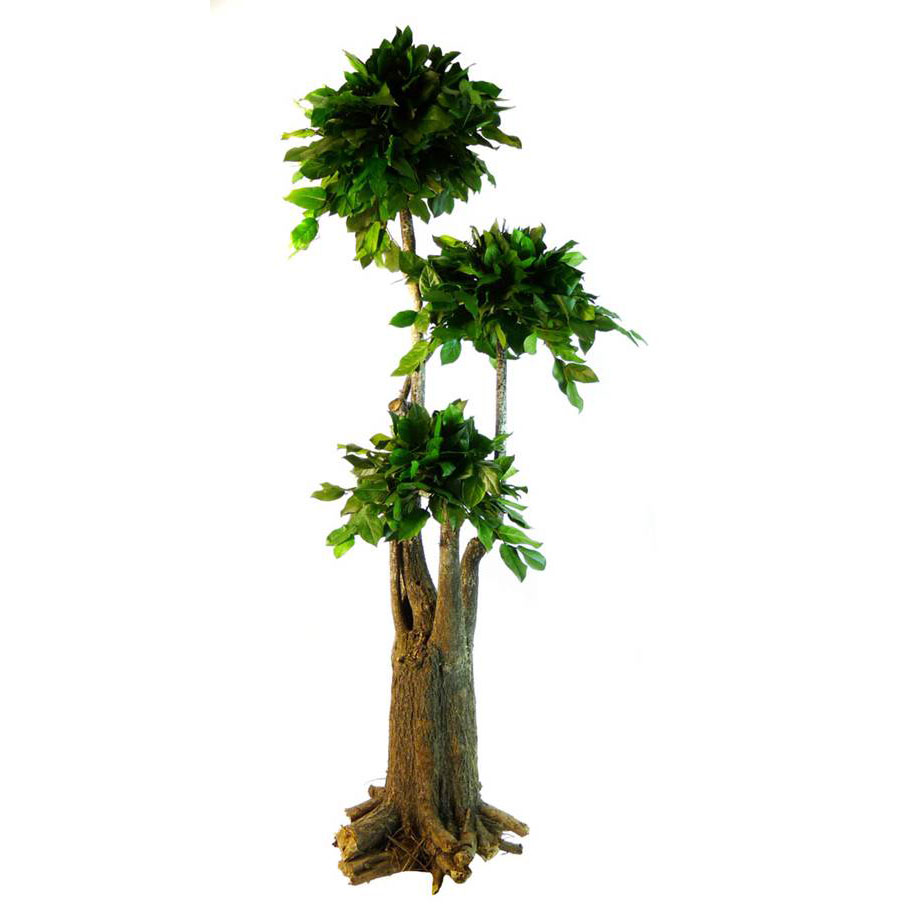 JSA/0119 Jumbo Bonsai Salal Albero Stabilizzato Africa – Verde, 190 cm Altezza | Albero Decorativo da Interno