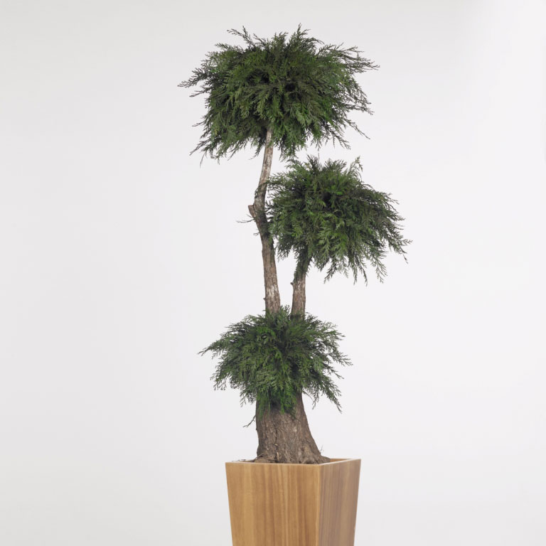 JTH/0116 BonsaI-Baum stabilisiert Grün Kastela Thuya 1,60 m