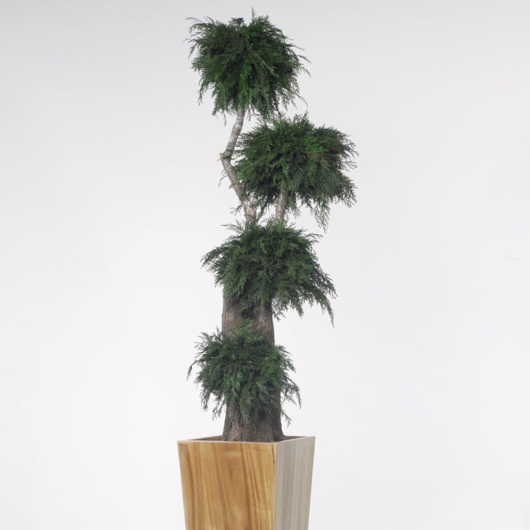 JTH/0119 Jumbo Bonsai Thuya Preserved Tree Kastela – Green, 190 cm Height | Indoor Decorative Tree