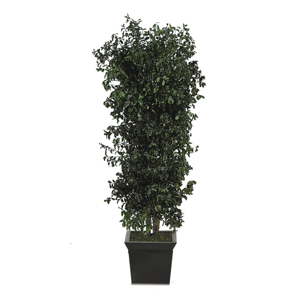 API/0118 Bushy tree preserved Green Pitosporum height 180 cm