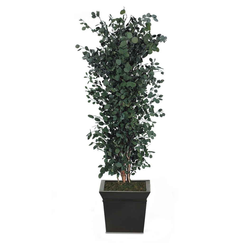 APO/0118 Bushy tree preserved Green Populus height 180 cm